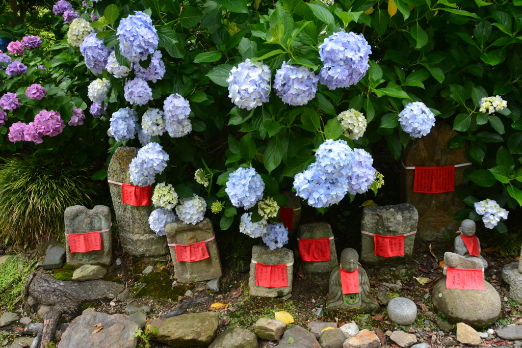 地蔵さんと紫陽花