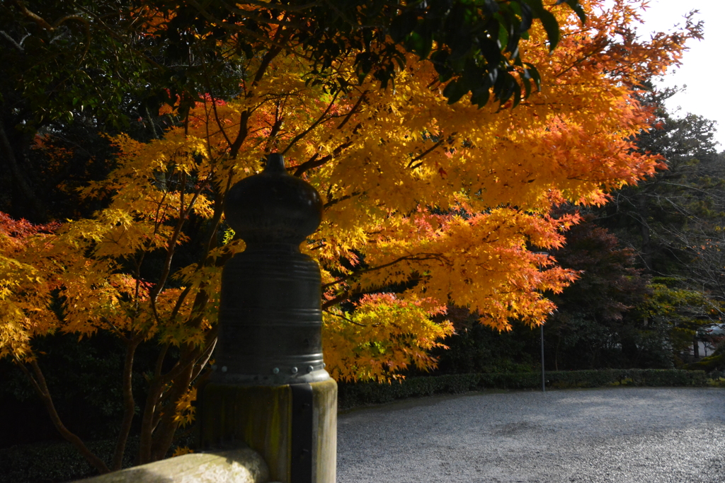 擬宝珠と紅葉