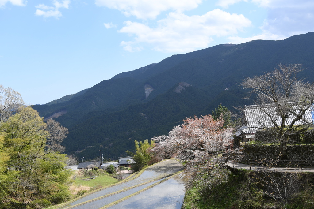三多気の桜