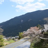 三多気の桜