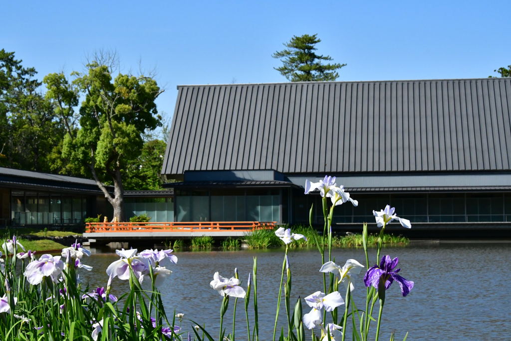 外宮　勾玉池と花菖蒲