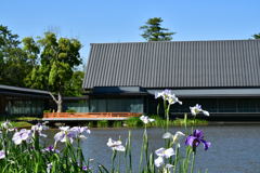 外宮　勾玉池と花菖蒲