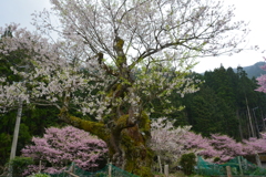 エドヒガン桜と桜