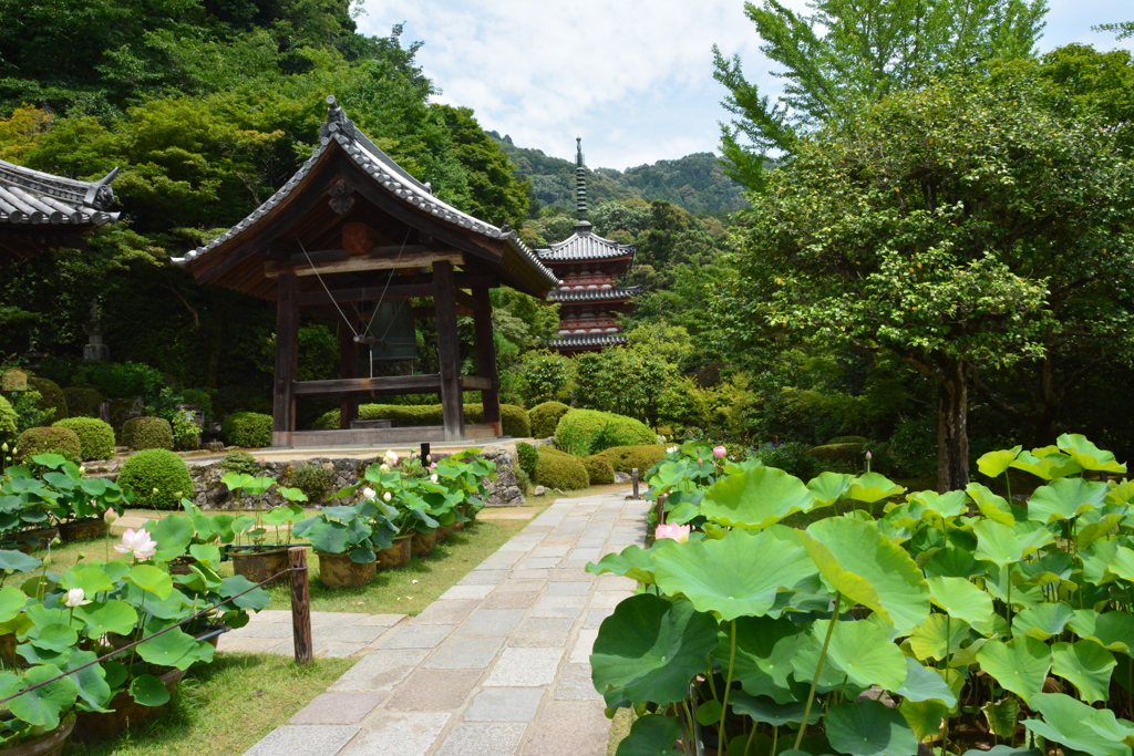 三室戸寺とハス