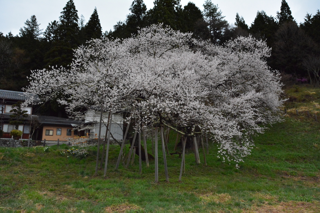 臥龍桜