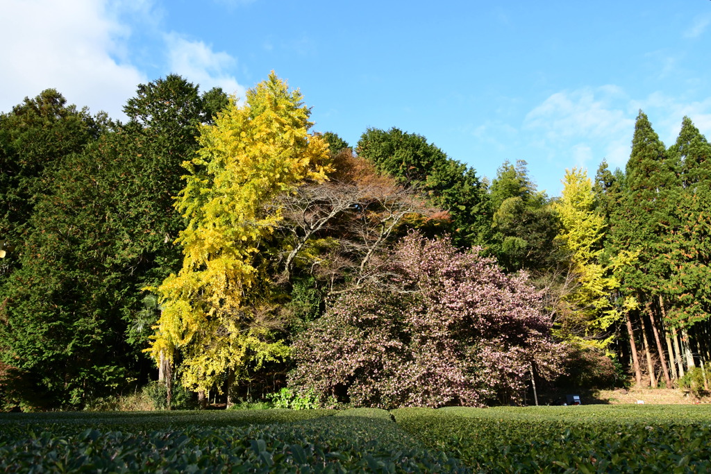 飯南　山茶花