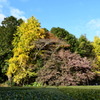 飯南　山茶花