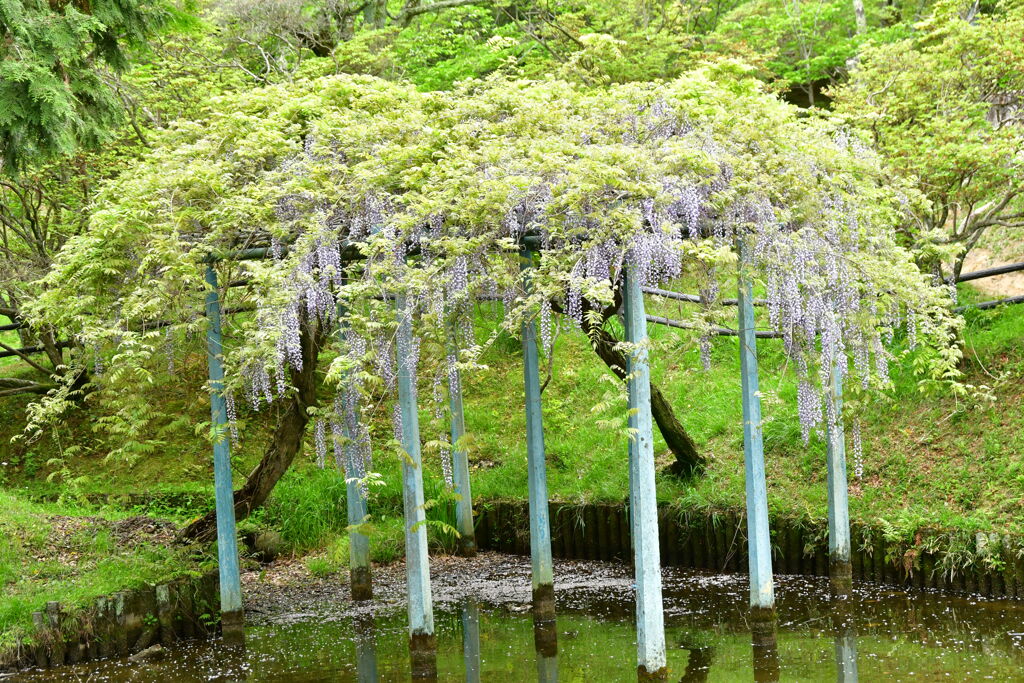 津　快楽公園　藤