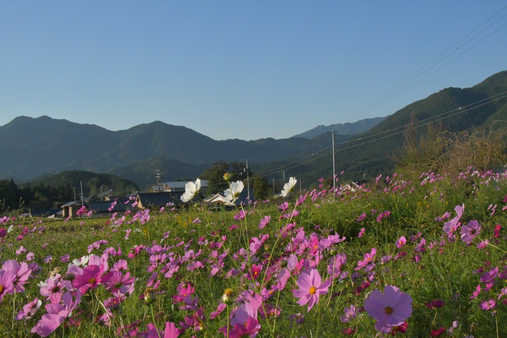 御浜町とコスモス畑