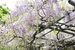 二見　大江寺　フジ