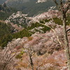 吉野山　桜