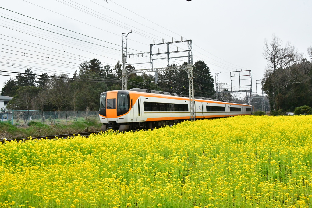 特急と菜の花畑