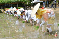 伊勢　猿田彦神社　御田祭