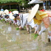 伊勢　猿田彦神社　御田祭