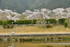 五十鈴川と桜