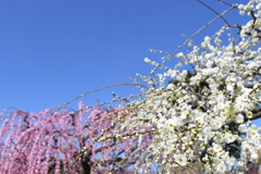 梅の季節