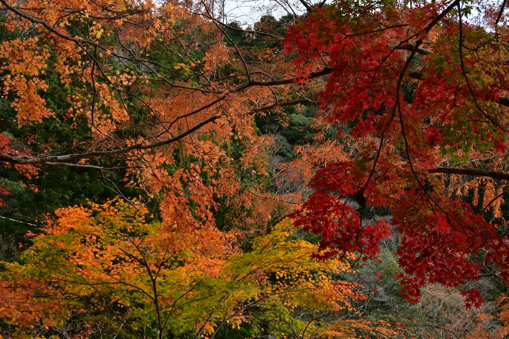 鳳来山　紅葉