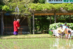 伊勢　御田祭