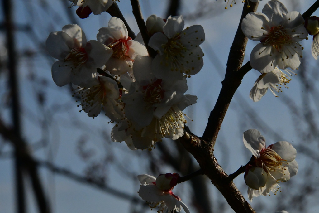 臥龍桜