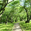 新緑　宮川堤