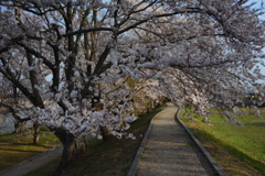 宮川堤　桜