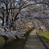 宮川堤　桜