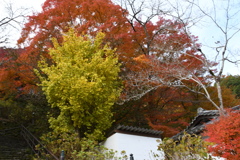 長谷寺と紅葉