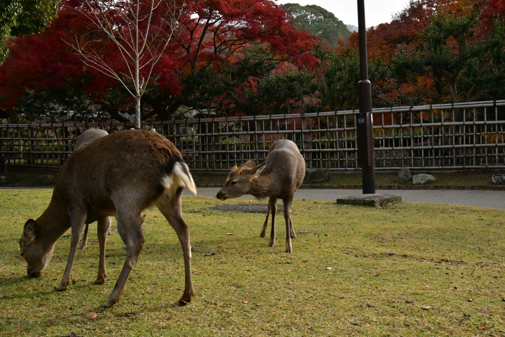 奈良公園　紅葉