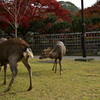 奈良公園　紅葉