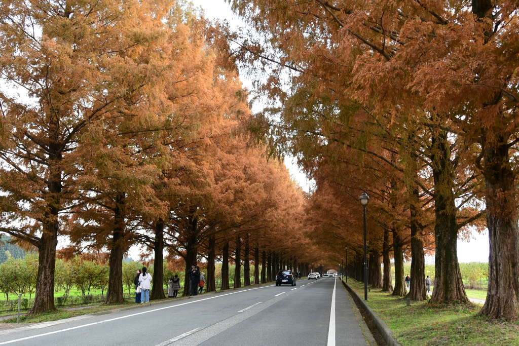 メタセコイア並木道　紅葉