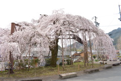 大紀町　枝垂れ桜