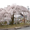 大紀町　枝垂れ桜