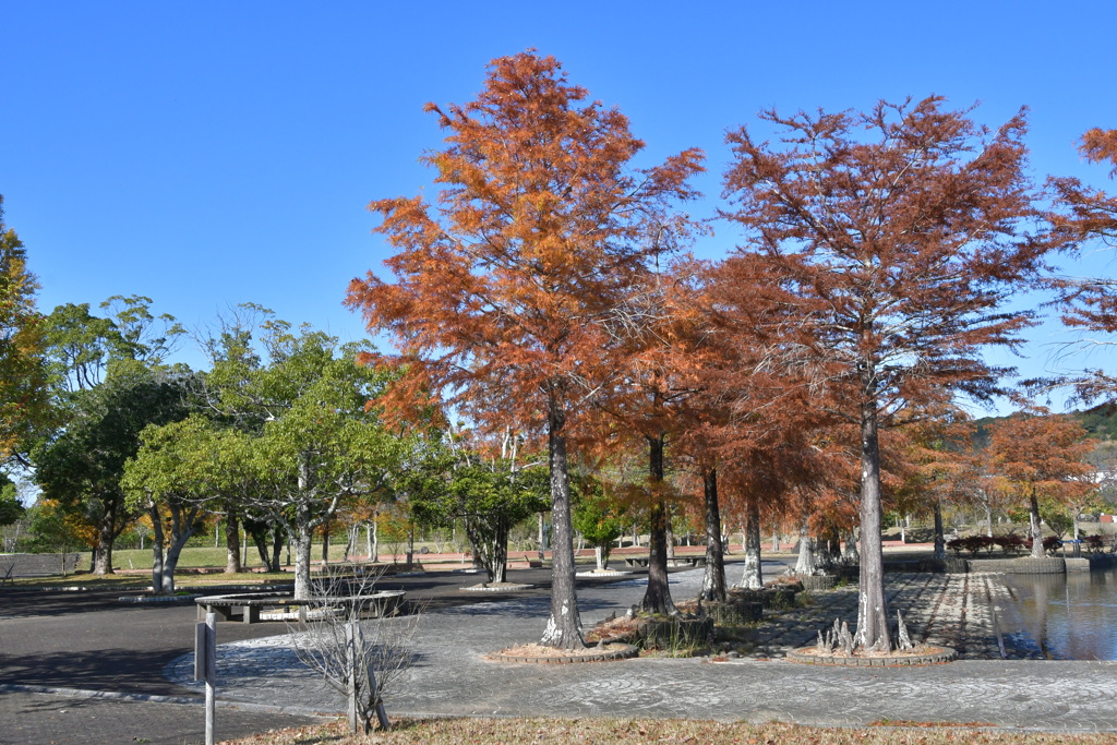 秋の朝熊山麓公園