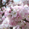 横輪桜