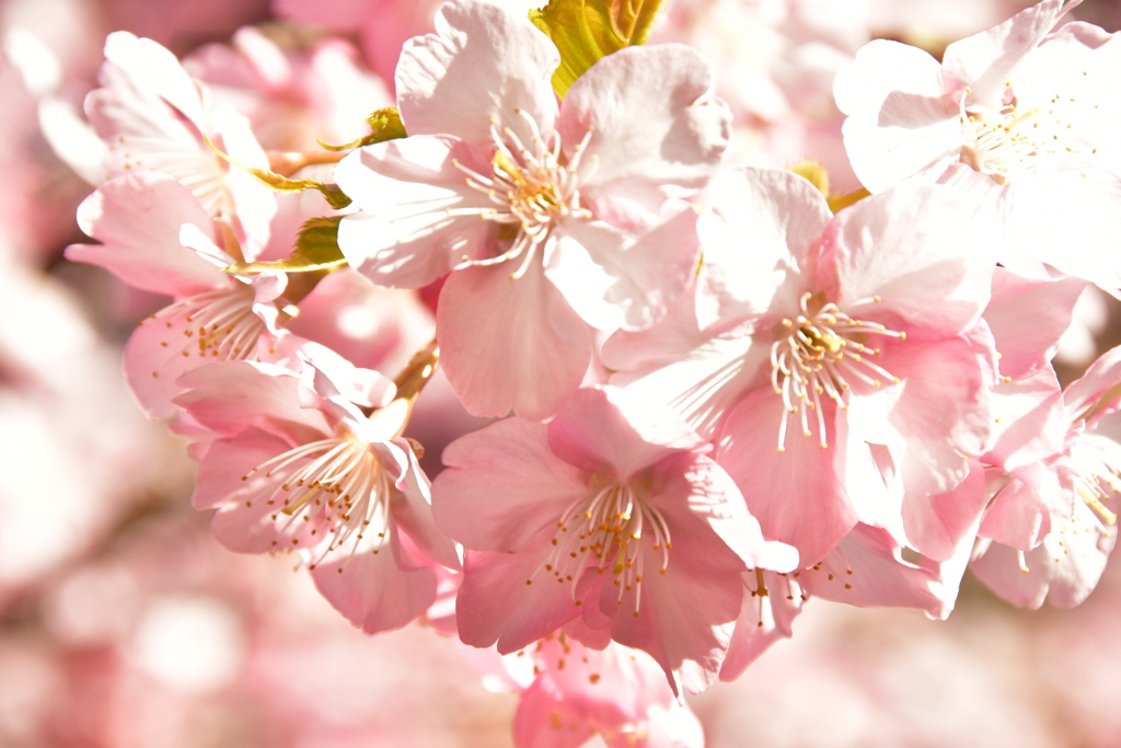 志摩　大慈寺　河津桜