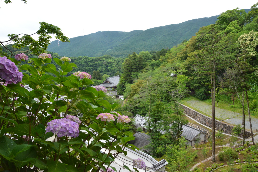 長谷寺と紫陽花