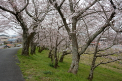 三重　宮川堤
