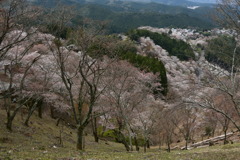 吉野山　桜