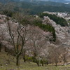 吉野山　桜