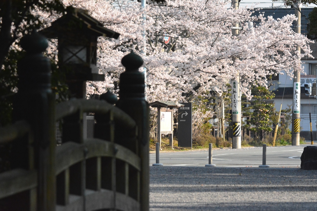 外宮と桜