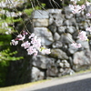 さくらと田丸城跡