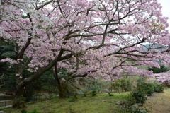 横輪桜