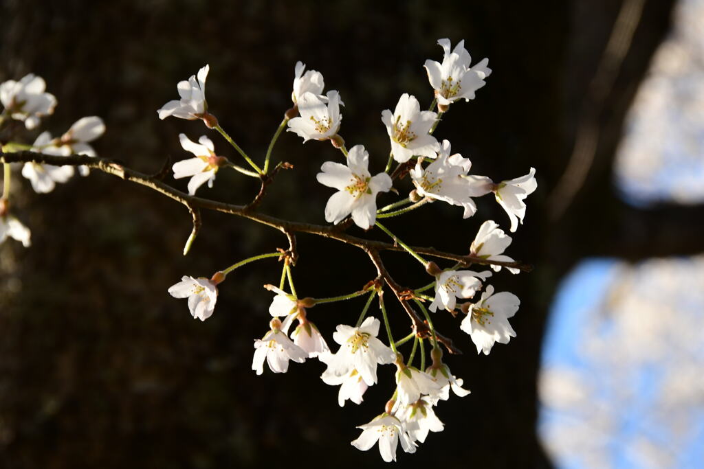 三重　美杉　淡墨桜