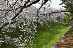 名古屋城石垣とさくら