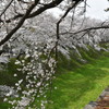 名古屋城石垣とさくら