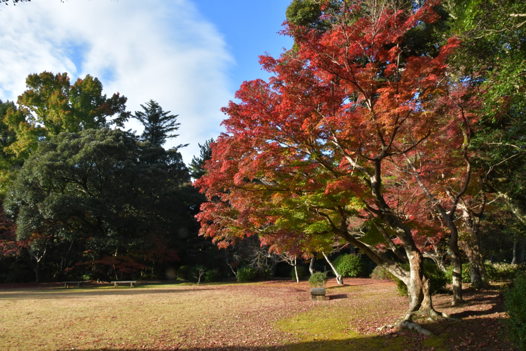 徴古館　紅葉