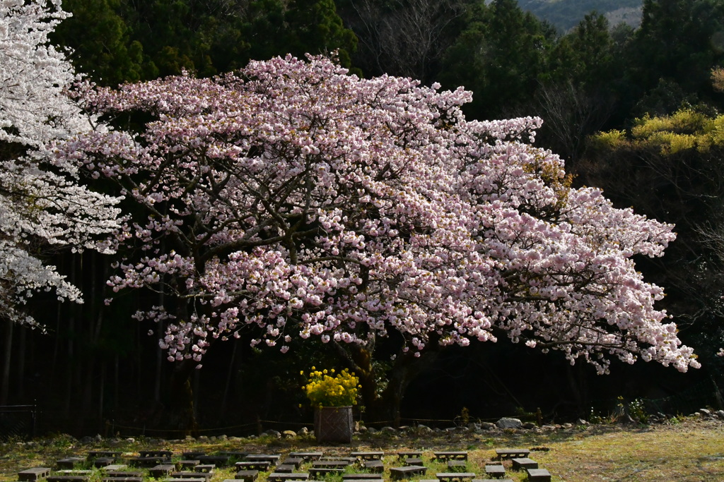 横輪桜