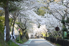桜道