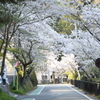 桜道
