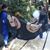 田丸神社　獅子舞